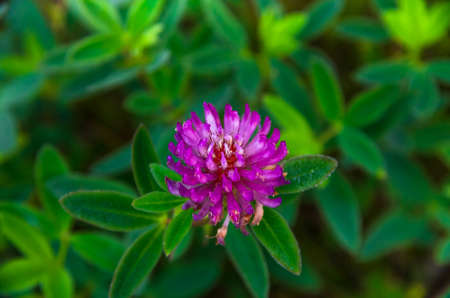 pink flower growing in a field of clover