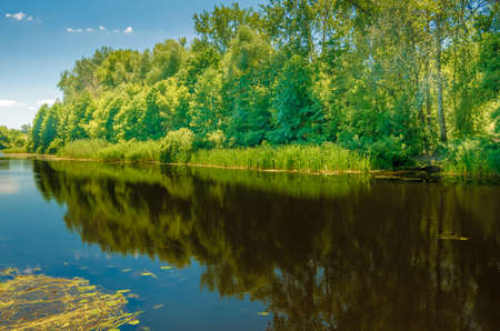 Forest on the banks of the river in the spring and summer