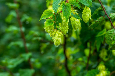 Green growing hops for making tasty beer