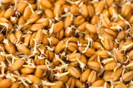 Sprouted grain ripe ecological organic wheat backgroundの写真素材