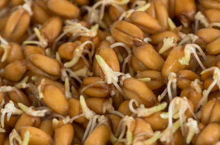 Sprouted grain ripe ecological organic wheat backgroundの写真素材