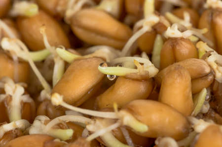 Sprouted grain ripe ecological organic wheat background