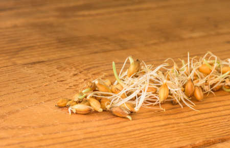 Sprouted grain ripe ecological organic wheat background