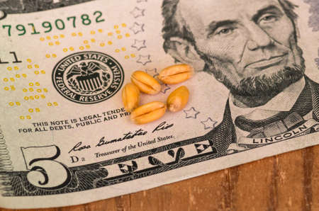 Golden ripe organic wheat on dollar billsの写真素材