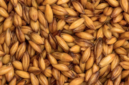 Golden ripe barley grains for planting close background textureの写真素材