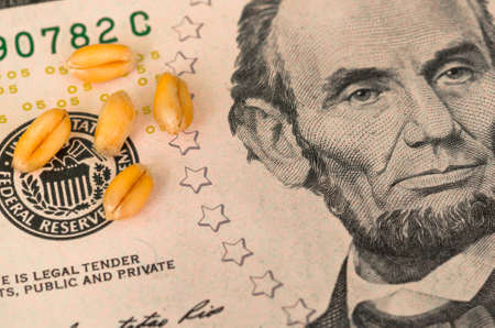 Golden ripe organic wheat on dollar bills