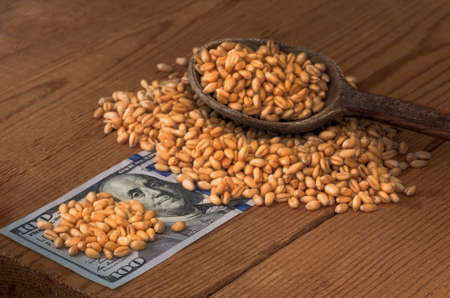 Golden ripe organic wheat on dollar billsの写真素材
