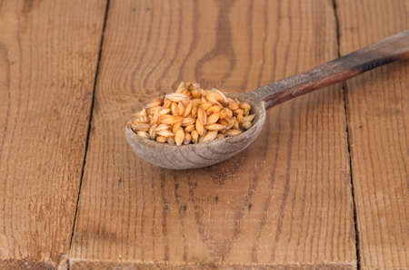 golden ripe organic barley grain in the spoonの写真素材