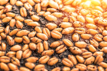 Golden ripe grain organic wheat for sowing close backgroundの写真素材