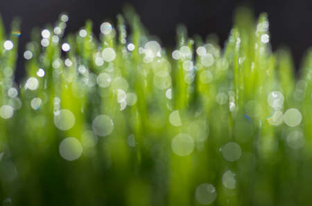 beautiful bokeh green shoots of spring grass backgroundの写真素材
