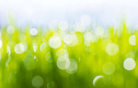 beautiful bokeh green shoots of spring grass backgroundの写真素材