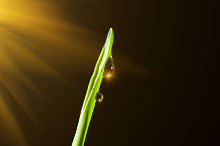 Beautiful sprout green grass against a dark backgroundの写真素材