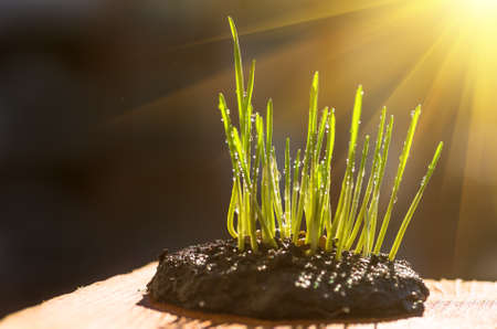 Beautiful sprout green grass against a dark backgroundの写真素材