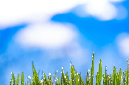 green grass on a background of blue sky and cloudsの写真素材