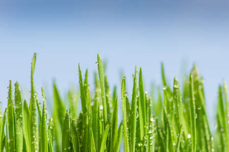 Drops of dew on the beautiful green grass background