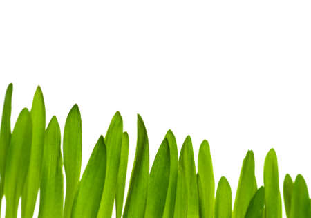 Beautiful young green grass isolated on white backgroundの写真素材