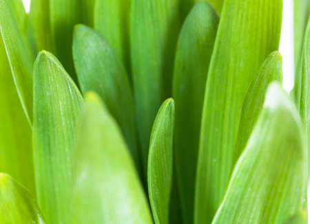 Beautiful young green grass isolated on white backgroundの写真素材