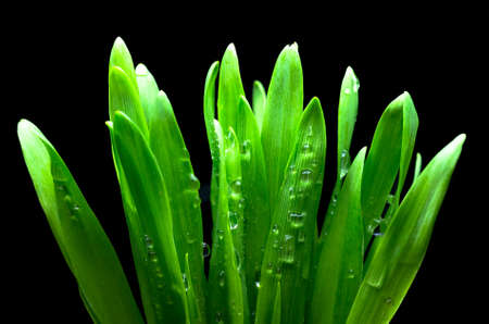 Drops of dew on the beautiful green grass background