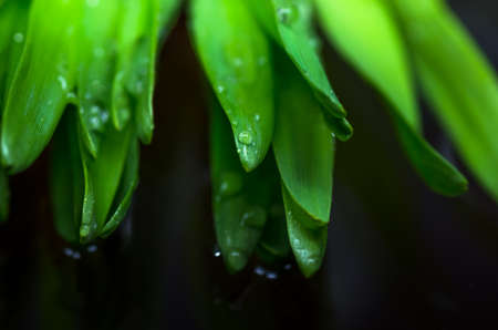 Beautiful green fresh grass with dew drops on a dark background