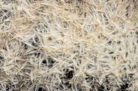Young roots are grown wheat close background
