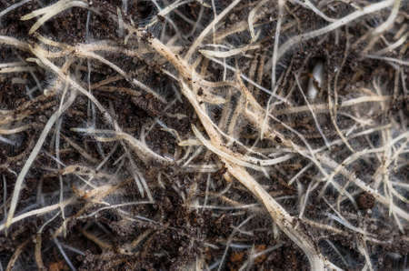 Young roots are grown wheat close backgroundの写真素材