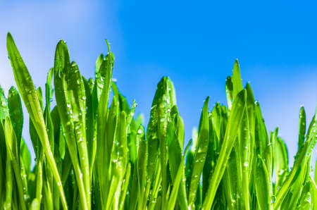 green grass on a background of blue sky and clouds