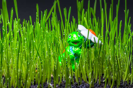 Children's toy among young green shoots of grassの写真素材
