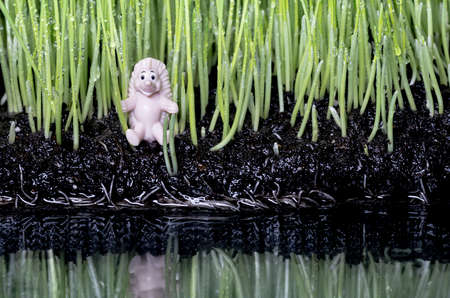 Children's toy among young green shoots of grassの写真素材