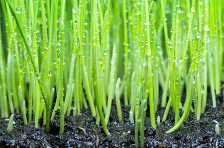 Drops of dew on the beautiful green grass backgroundの写真素材