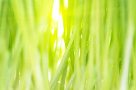 Beautiful young green grass on a sunny day background