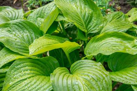 Green leaves of a flower in the jungle  In the summerの写真素材