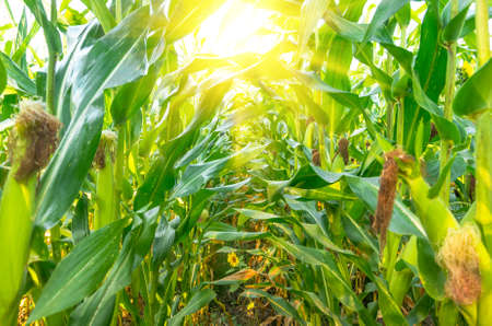 A field of corn growing in the summer day