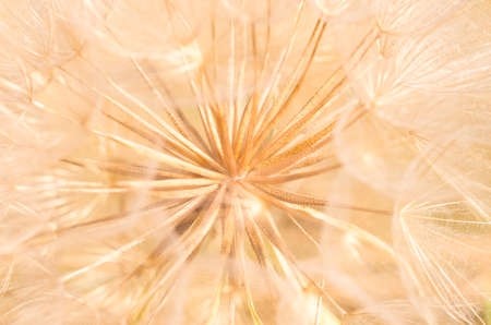 Beautiful dandelion dry field close summer background