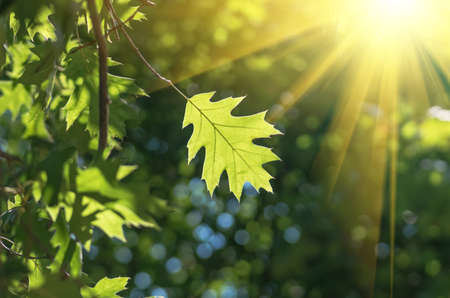 Green oak leaf in the forest in sunny weatherの写真素材