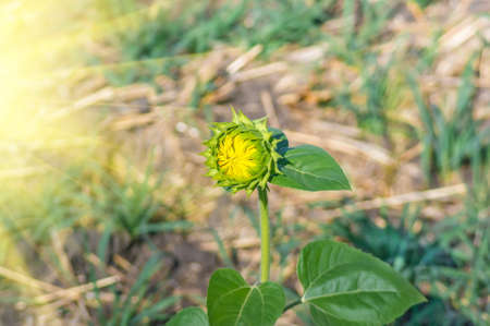 Blooming beautiful sunflower on field background summerの写真素材