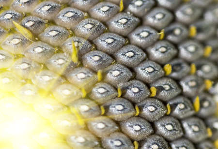 organic sunflower seed for background uses closeの写真素材