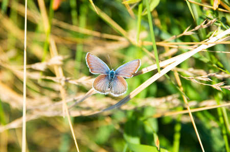 Beautiful Butterfly rest on the grass in the summer