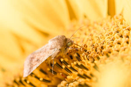 Butterfly drinking nectar from a sunflower yellow juicyの写真素材
