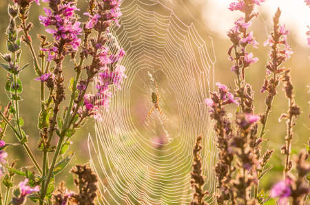 Spider sitting on a cobweb in summer wildflowersの写真素材