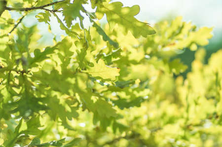 Oak leaves on a tree branch in the forestの写真素材