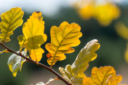Oak leaves on a tree branch in the forestの写真素材
