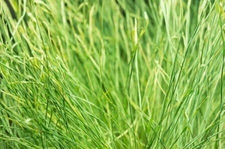 Green grass growing in the summer forestの写真素材