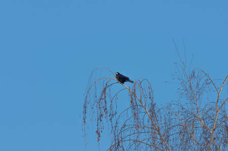 Raven sitting on top of the tree against the blue sky