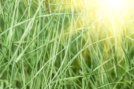 Green grass growing in the summer forestの写真素材