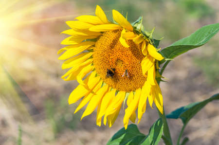 Blooming sunflowers on a background of blue skyの写真素材