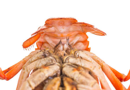 appetizing red boiled crawfish on a white background