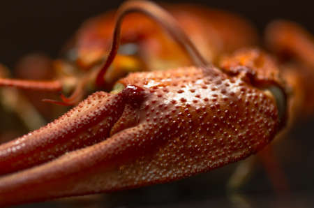 boiled crawfish on the mirror dark background closeの写真素材