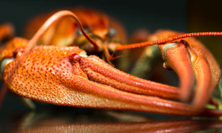 boiled crawfish on the mirror dark background closeの写真素材