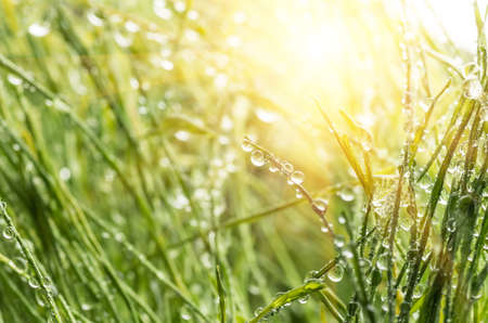 background of dew drops on green grassの写真素材