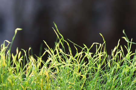Green grass growing in the summer forestの写真素材